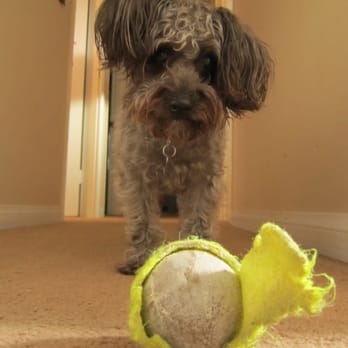 Naw's Paws - My Silky Poo PRIOR to seeing Nora. People used to ask me what kind of dog she was. Previous groomer always left her face over grown... - Pet Groomers Near Me