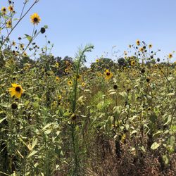 Madrona Marsh Preserve and Nature Center