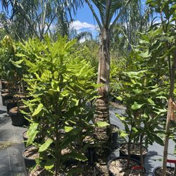NatureWorks Nursery - Potted plants