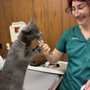 Photo of Noah's Landing Pet Care Clinic