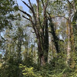 Saunders-Monticello Trail