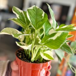 Fresh Indoor Plants - Pothos N'joy
