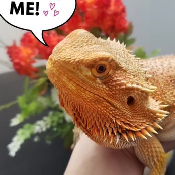 Magnum Exotics Reptile Rescue - Reptiles are always in our rescue, adopt today! - Animal Shelters Near Me Magnum Exotics Reptile Rescue - Reptiles are always in our rescue, adopt today! - Animal Shelters Near Me