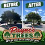 Payne's Tree