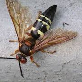 BugsBGoneSC - Cicada Killer Wasp - Pest Control Near Me - Fort Mill, South Carolina