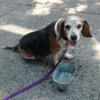 Rebecca's Dogsitting - Attentive to needs - Dog Walkers Near Me