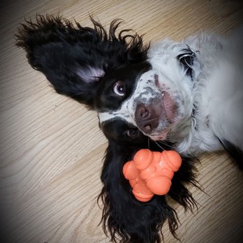 L.C.S. Grooming - Pet Groomers Near Me - Iowa City, Iowa L.C.S. Grooming - Pet Groomers Near Me - Iowa City, Iowa