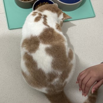 The Dancing Cat - Tortilla! - Pet Adoption Near Me - San Jose, California