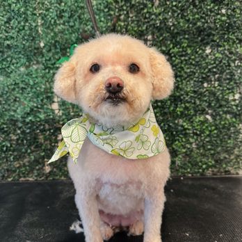 The Bark Barn - Pet Groomers Near Me