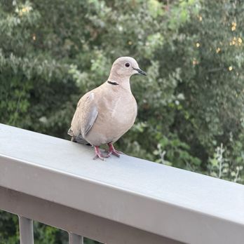 Hampton by Hilton Bristol Airport - Found a bird outside - Hotels Near Me - Bristol, BST