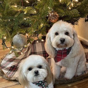 Bellevue Pet Spa - Pet Groomers Near Me - Bellevue, Washington Bellevue Pet Spa - Pet Groomers Near Me - Bellevue, Washington