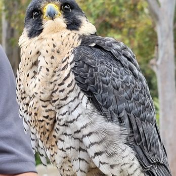 Catalina Falconry Experience - Active Life Near Me - Avalon, California Catalina Falconry Experience - Active Life Near Me - Avalon, California