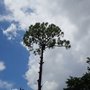 Photo of Tree Service Experts