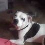 Alabama Animal Adoption Society