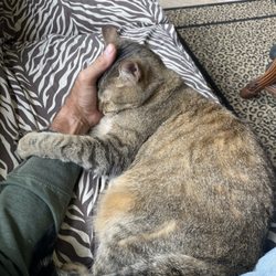 Cat Care Clinic - My Boddie Boy in his favorite place, sleeping in my arm...what a good boy