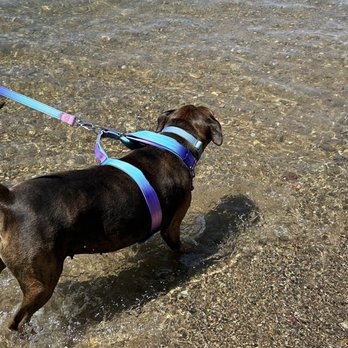 Kim's Marina & Resort - Our dog in the water! - Boating Near Me - Helena, Montana