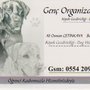 Genç Organizasyon Köpek Gezdiriciliği