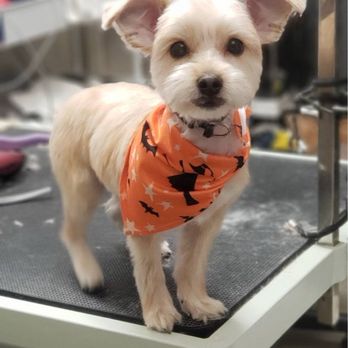 Snow's Groom & Board - Fresh look! (Super cute halloween bandana) - Pet Groomers Near Me Snow's Groom & Board - Fresh look! (Super cute halloween bandana) - Pet Groomers Near Me