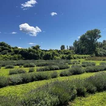 La Maison Lavande - Farms Near Me - Saint-Eustache, Quebec La Maison Lavande - Farms Near Me - Saint-Eustache, Quebec