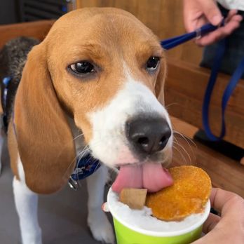 Cafe Zoomies - Loved his pupcup - Coffee & Tea Near Me - Ventura, California Cafe Zoomies - Loved his pupcup - Coffee & Tea Near Me - Ventura, California