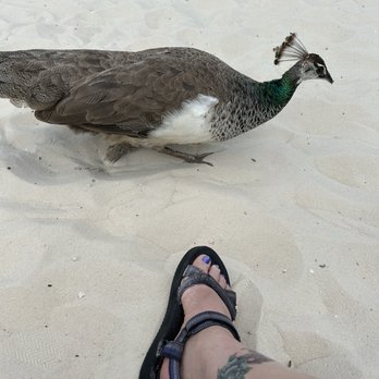 Weeki Wachee Springs - One legged peahen - Amusement Parks Near Me - Spring Hill, Florida