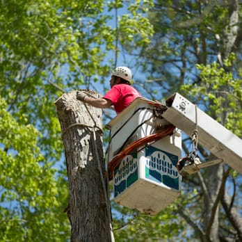 Smokey's Tree & Electrical Service - Tree Services Near Me - Hayes, Virginia Smokey's Tree & Electrical Service - Tree Services Near Me - Hayes, Virginia