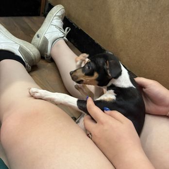 Fetch a Pet - the sweet and loving mario - Pet Stores Near Me - Hudson, New Hampshire Fetch a Pet - the sweet and loving mario - Pet Stores Near Me - Hudson, New Hampshire
