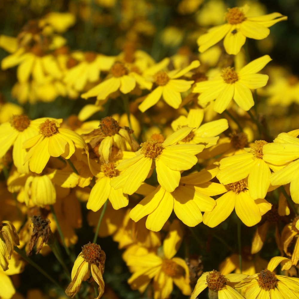 Seaside Gardens - They've also got some pretty yellow ones.... - Nurseries & Gardening Near Me - Carpinteria, California Seaside Gardens - They've also got some pretty yellow ones.... - Nurseries & Gardening Near Me - Carpinteria, California
