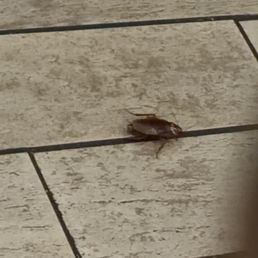 The cockroach by the way The cockroach by the way