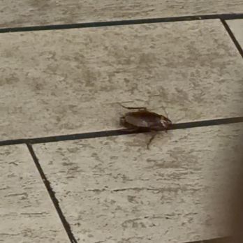 Hurricane Grill & Wings - The cockroach by the way - American Near Me - Orange Beach, Alabama Hurricane Grill & Wings - The cockroach by the way - American Near Me - Orange Beach, Alabama