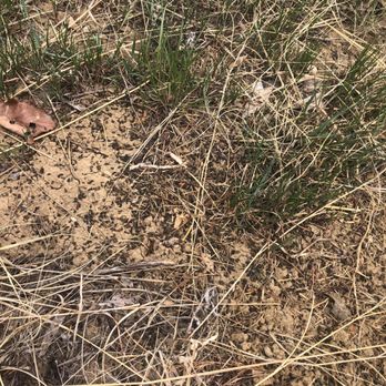 Saela Pest Control - Photo of the droppings and debris that I shook out of the trap. - Pest Control Near Me - Northglenn, Colorado