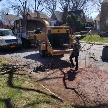 Evergreen Tree Specalists - Tree Services Near Me - Brooklyn, New York Evergreen Tree Specalists - Tree Services Near Me - Brooklyn, New York