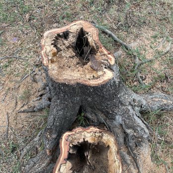 Jansaki Tree Service - Dead loral oak stump - Tree Services Near Me - Clearwater, Florida Jansaki Tree Service - Dead loral oak stump - Tree Services Near Me - Clearwater, Florida