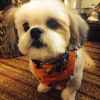 Four Paws Dog Grooming - Love the scarf accessories... They really put in an effort to make your babies look their best..! - Pet Groomers Near Me - Yonkers, New York Four Paws Dog Grooming - Love the scarf accessories... They really put in an effort to make your babies look their best..! - Pet Groomers Near Me - Yonkers, New York