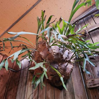 Sloopy's Beach Cafe - Funny looking plant. And it's not fake  it's a real plant!! - American Near Me - Manhattan Beach, California