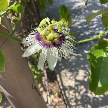 Garlands del Rio - Local passion fruit flowers growing near the river - Hotels Near Me - Puerto Vallarta, JAL Garlands del Rio - Local passion fruit flowers growing near the river - Hotels Near Me - Puerto Vallarta, JAL