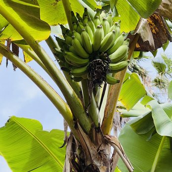 Dole Food Co Hawaii - Banana tree - Venues & Event Spaces Near Me - Honolulu, Hawaii Dole Food Co Hawaii - Banana tree - Venues & Event Spaces Near Me - Honolulu, Hawaii