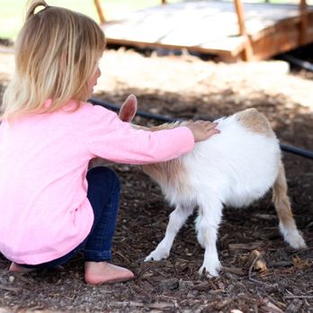Dixie’s Mobile Mini Farm - Petting Zoos Near Me Dixie’s Mobile Mini Farm - Petting Zoos Near Me