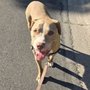 Photo of Tuxedo's K9 Training Camp