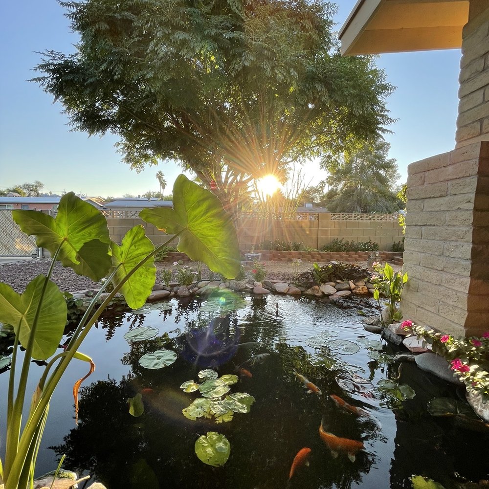 Hakuna Matata Koi - My pond with beautiful koi from Hakuna Matata koi - Local Fish Stores Near Me - Gilbert, Arizona