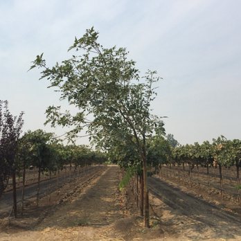 Michael David Winery - Wine Tasting Room Near Me - Lodi, California