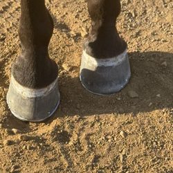 Eloy’s Farrier
