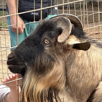 Surfing Goat Dairy - Hemingway, the ram. - Cheese Shops Near Me - Kula, Hawaii Surfing Goat Dairy - Hemingway, the ram. - Cheese Shops Near Me - Kula, Hawaii