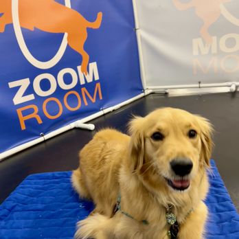 Zoom Room Dog Training - See? She knows how to lay down. - Pet Training Near Me - Tacoma, Washington Zoom Room Dog Training - See? She knows how to lay down. - Pet Training Near Me - Tacoma, Washington