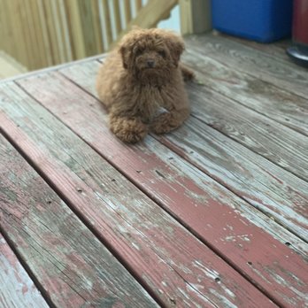 Paw Pals - Dog Walkers Near Me - Nanuet, New York