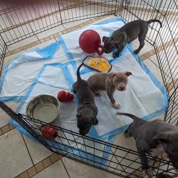 Zippity Do Dah Pet Service - Pitbull puppies, so sweet.... - Pet Sitting Near Me Zippity Do Dah Pet Service - Pitbull puppies, so sweet.... - Pet Sitting Near Me