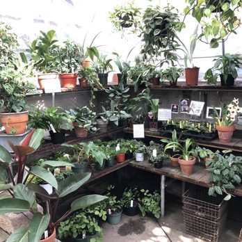 Lyman Estate Greenhouse - Houseplants for sale - Flowers & Gifts Near Me - Waltham, Massachusetts Lyman Estate Greenhouse - Houseplants for sale - Flowers & Gifts Near Me - Waltham, Massachusetts