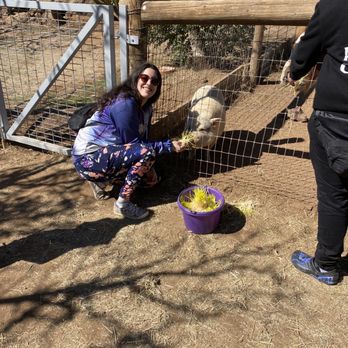 Alpine Acres Sanctuary Farm - Pigs - Ranches Near Me - Alpine, California