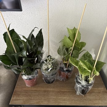 Downtown Florists - What was received. - Florists Near Me - Tampa, Florida Downtown Florists - What was received. - Florists Near Me - Tampa, Florida