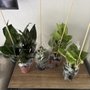 Photo of Downtown Florists